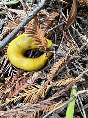 Ariolimax dolichophallus