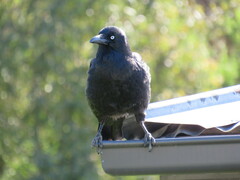 Corvus tasmanicus