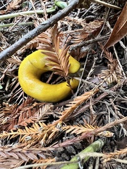 Ariolimax dolichophallus