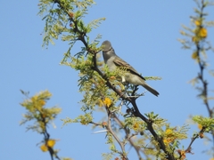 Camptostoma obsoletum