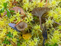 Arrhenia philonotis