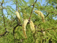 Prosopis flexuosa