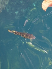 Mayaheros urophthalmus