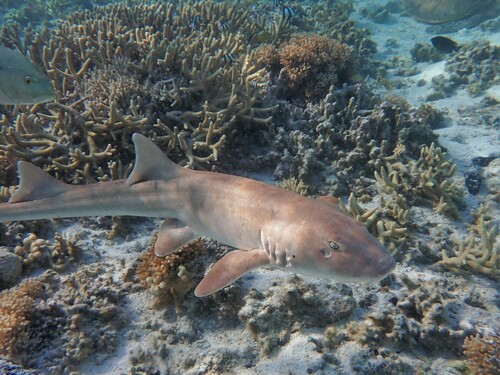 Brown spotted cat shark (Chiloscyllium punctatum) — Hemiscylliidae