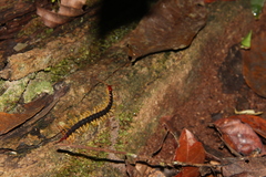 Parotostigmus