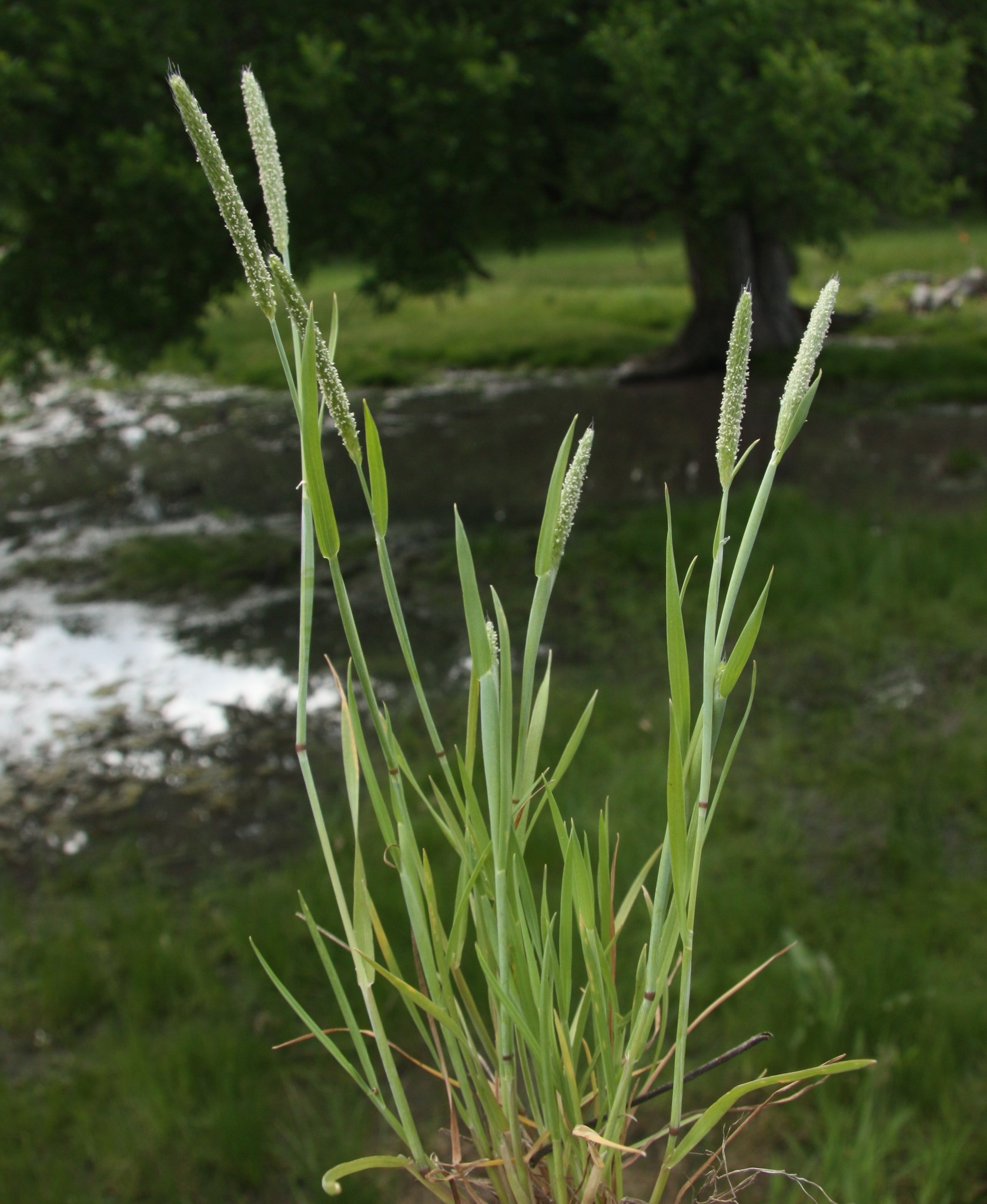 Tufted Foxtail (Alopecurus carolinianus) · iNaturalist