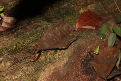 Parotostigmus