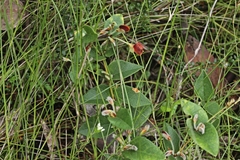 Platylobium reflexum