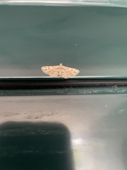 Gymnoscelis rufifasciata