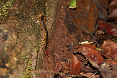 Parotostigmus