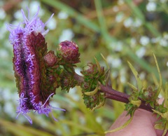 Liatris scariosa