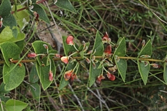 Platylobium reflexum