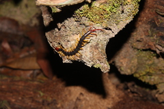 Parotostigmus