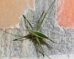 Xenicola