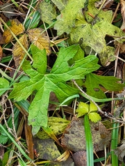 Petasites frigidus
