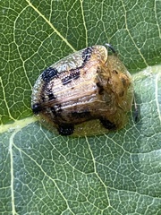 Laccoptera nepalensis