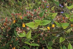 Platylobium reflexum