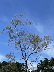 Casuarina equisetifolia