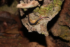 Parotostigmus
