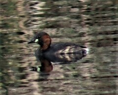 Tachybaptus ruficollis capensis