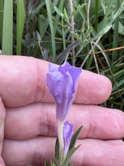Ruellia humilis