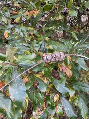 Callirhytis quercuspunctata