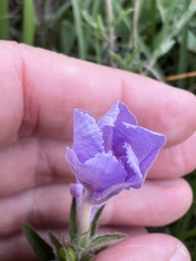 Ruellia humilis