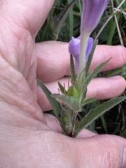 Ruellia humilis