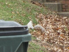 Sciurus carolinensis