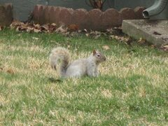 Sciurus carolinensis