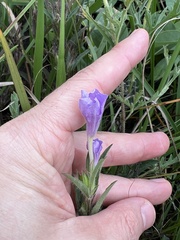 Ruellia humilis