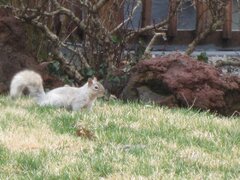Sciurus carolinensis