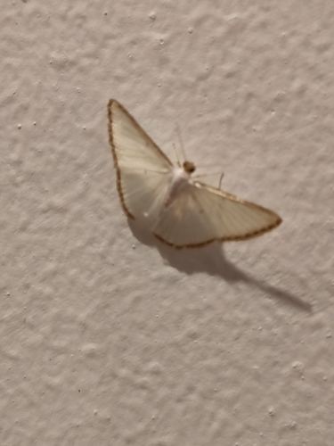Leuciris fimbriaria