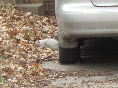 Sciurus carolinensis