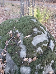 Hedwigia ciliata