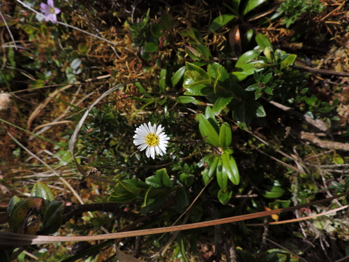 Oritrophium repens · iNaturalist Ecuador
