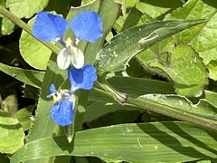 Commelina