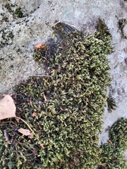 Hedwigia ciliata