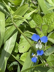 Commelina
