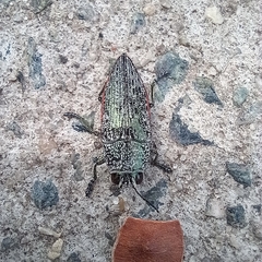 Chrysochroinae