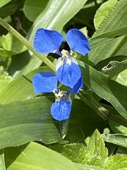 Commelina