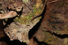 Parotostigmus