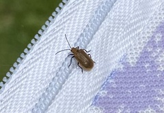 Poneridia semipullata