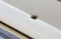 Poneridia semipullata