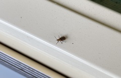 Poneridia semipullata