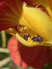 Tetragonula carbonaria
