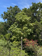 Brachychiton acerifolius
