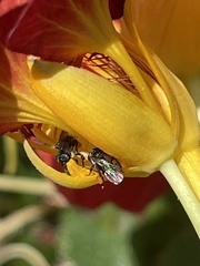 Tetragonula carbonaria