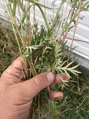 Potentilla bimundorum