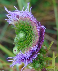 Liatris scariosa